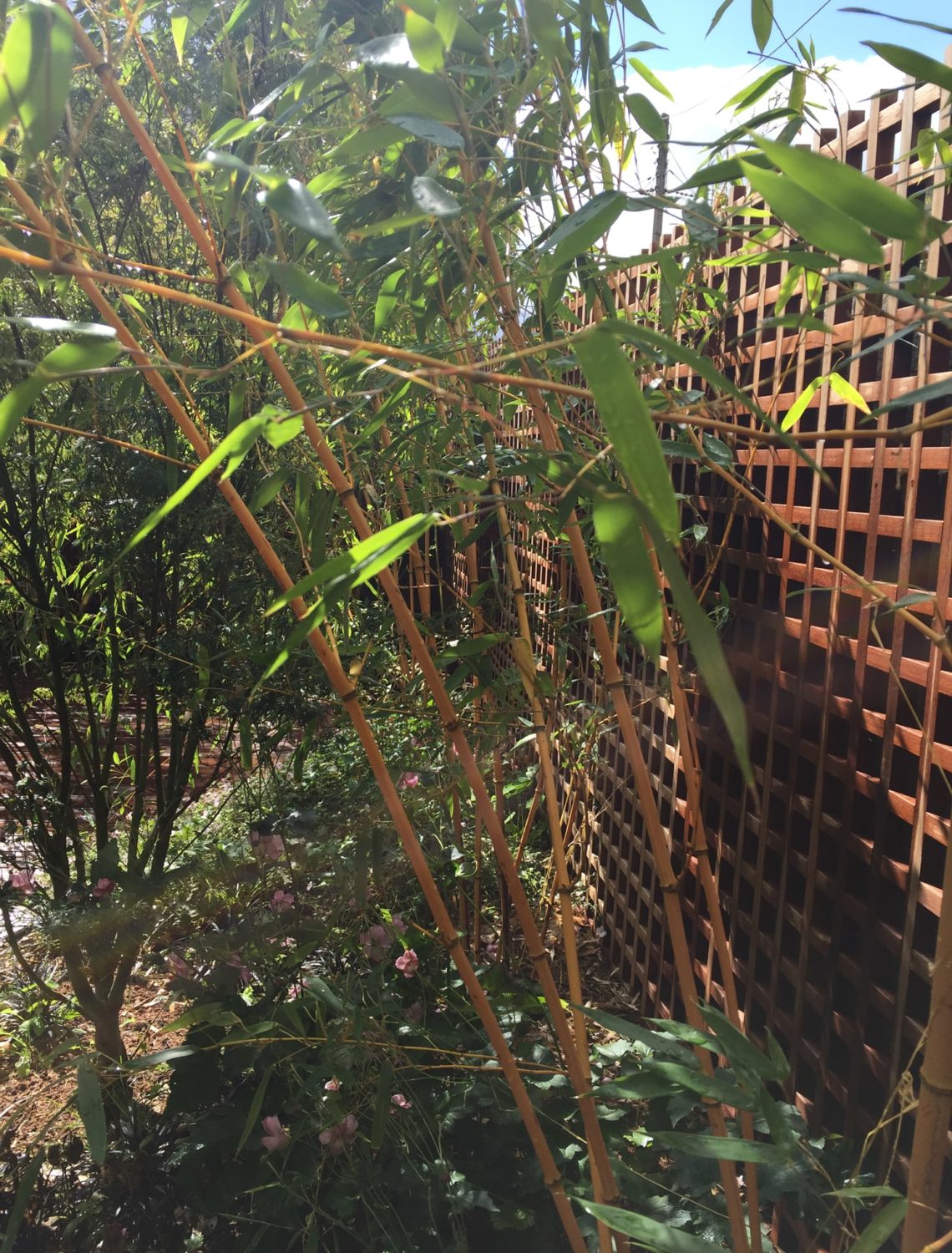 Bambous et caillebotis autour du jardin de briques et de bois