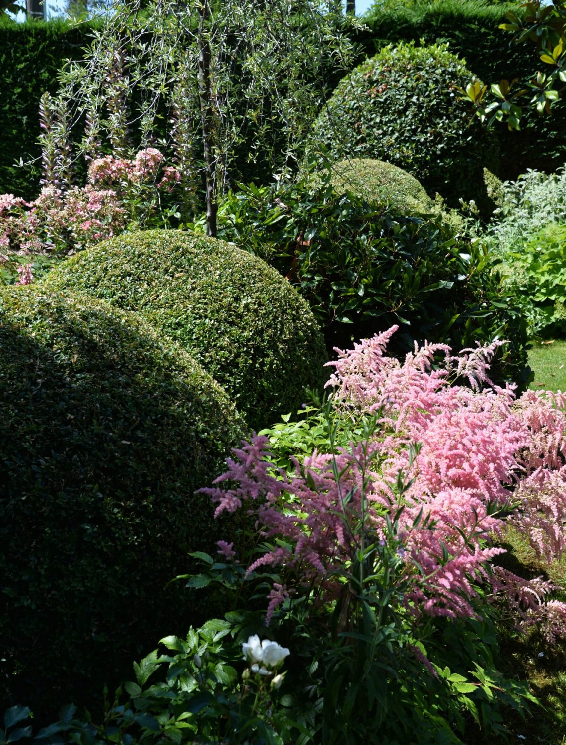 Astilbes Jardin sous les pins