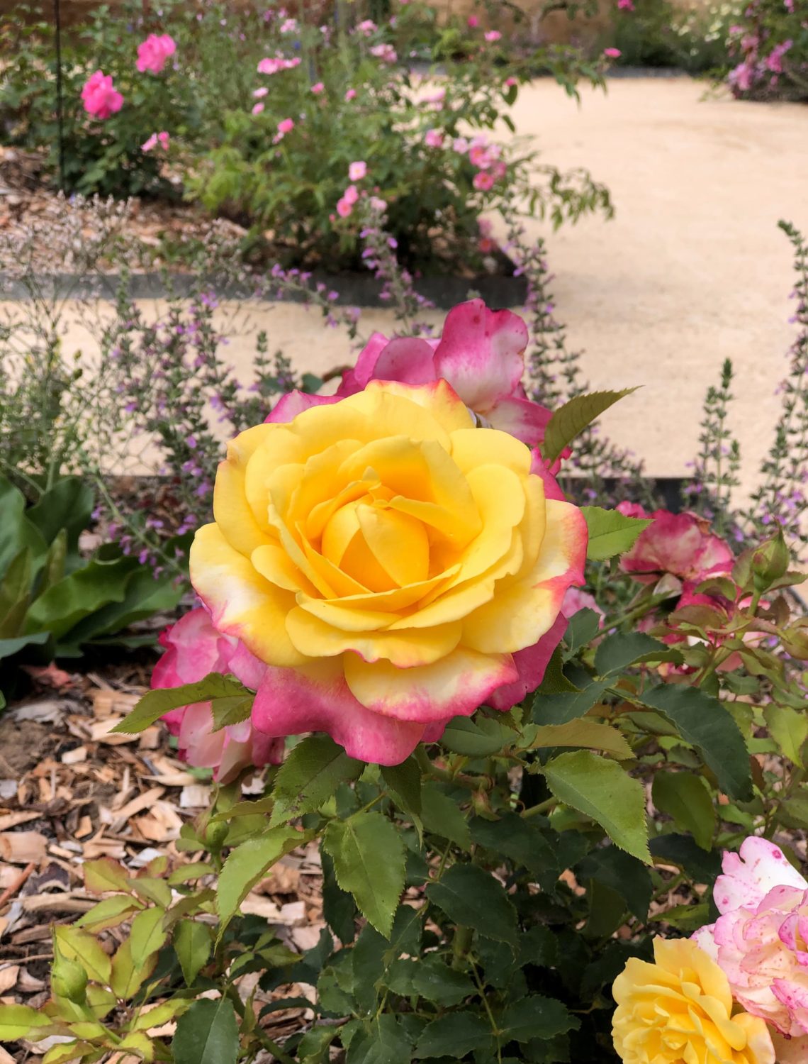 Rose plantée dans la Roseraie du château