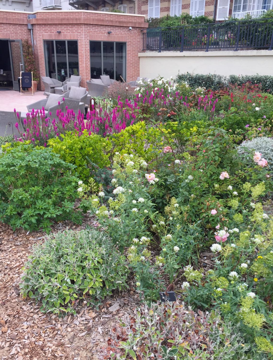 Jardin sec avec un paillage de type BRF (Bois Raméal Fragmenté)