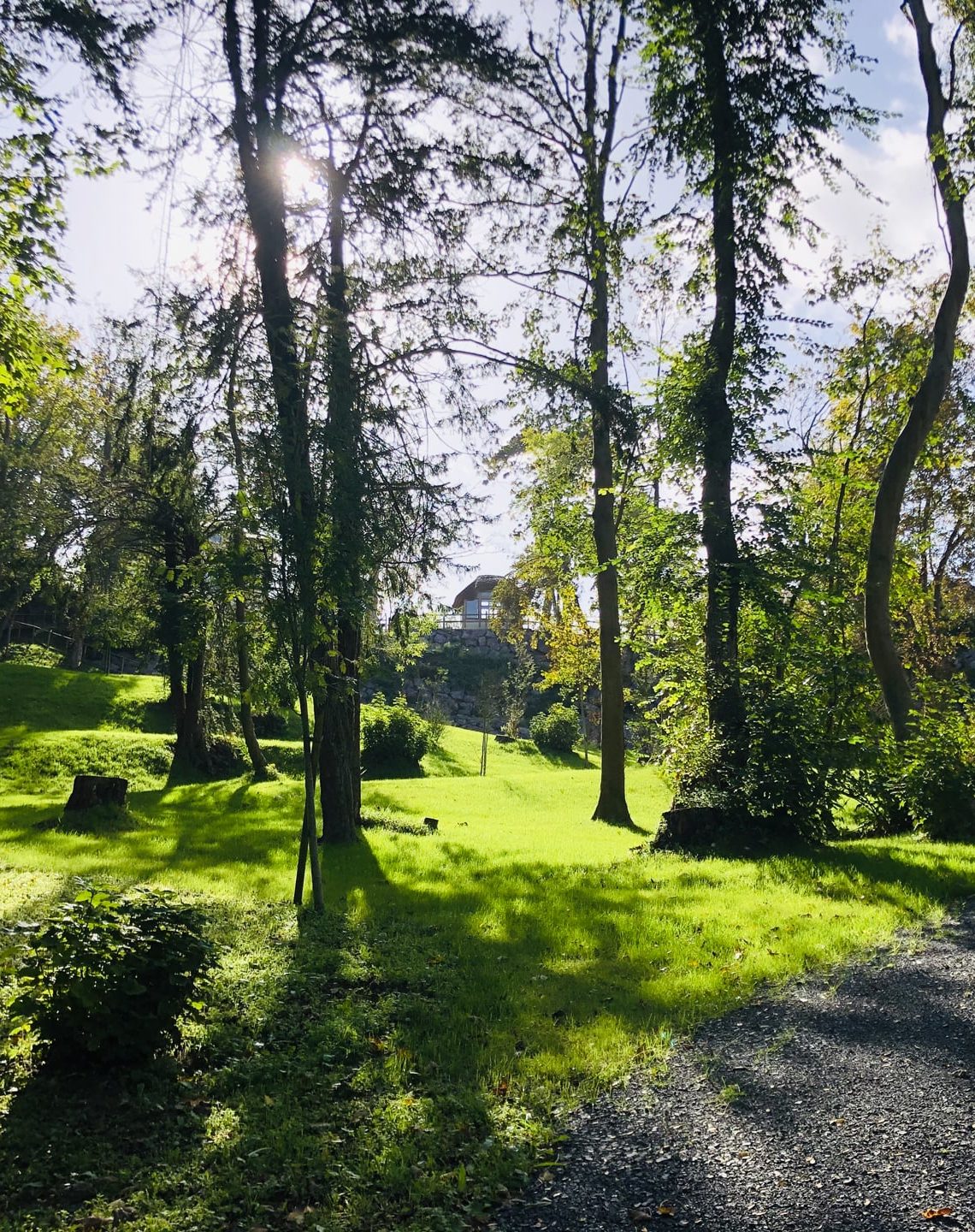 Vue d'ensemble forêt en bord de mer